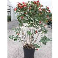 Viburnum opulus Plant - Compactum