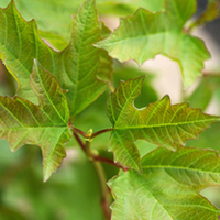 Viburnum opulus Plants - 20 x 2 Litre Pots