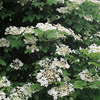 Viburnum opulus Plants