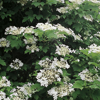 Viburnum opulus Plants