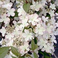 Viburnum pilicatum Plant - Kilimandjaro Sunrise