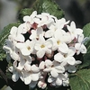 Viburnum Plant - Carlcephalum