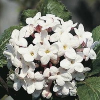 Viburnum Plant - Carlcephalum
