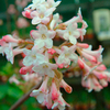Viburnum Plant - Dawn