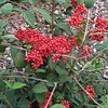 Viburnum Plant - Kilimanjaro