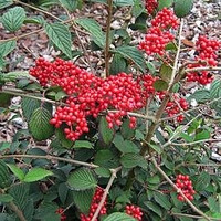 Viburnum Plant - Kilimanjaro