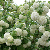Viburnum Plant - Opulus Roseum