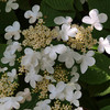 Viburnum Plant - Plicatum Mariesii