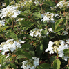 Viburnum Plant - Pragense