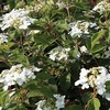 Viburnum Plant - Pragense