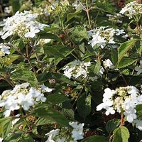 Viburnum Plant - Pragense