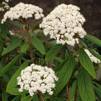Viburnum Plant - Rhytidophyllum