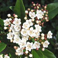 Viburnum Plant - Tinus Eve Price