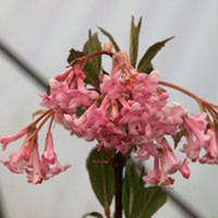 Viburnum Plant - x Bodnantense Dawn