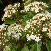 Viburnum Plants - Tinus