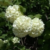 Viburnum plicatum Plant - Grandiflorum