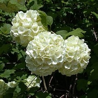 Viburnum plicatum Plant - Grandiflorum