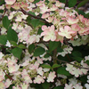 Viburnum plicatum Plant - Mariesii