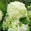 Viburnum plicatum Plant - Popcorn