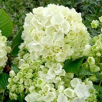 Viburnum plicatum Plant - Popcorn