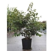 Viburnum plicatum Plant - Shasta