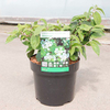 Viburnum plicatum Plant - Shoshoni