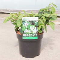 Viburnum plicatum Plant - Shoshoni