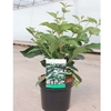 Viburnum plicatum Plant - Tomentosum