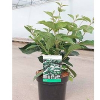 Viburnum plicatum Plant - Tomentosum