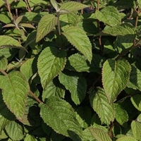 Viburnum plicatum Plant - Watanabe