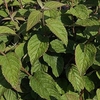 Viburnum plicatum Plant - Watanabe