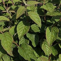 Viburnum plicatum Plant - Watanabe