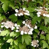 Viburnum sargentii 