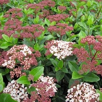 Viburnum tinus Plant - 