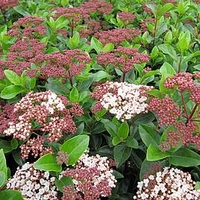 Viburnum tinus Plant - 