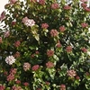 Viburnum tinus Plant - Spirit