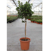 Viburnum tinus Plant - Spirit