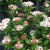 Viburnum tinus Plant