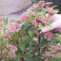 Viburnum tinus Potted Plants - 20cm+ x 10
