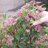 Viburnum tinus Potted Plants - 20cm+ x 20