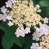 Viburnum trilobum Plant - Wentworth®