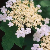 Viburnum trilobum Plant - Wentworth®