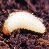 Vine Weevil Killer - 12m²