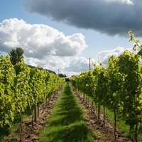 Vineyard Tour and Tasting for Two at Aldwick Estate