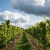 Vineyard Tour and Tasting for Two at Aldwick Estate