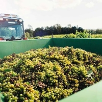 Vineyard Tour and Tasting with Unlimited Cream Tea for Two