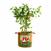 Vintage Peppers Grow Bag