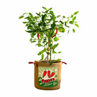 Vintage Peppers Grow Bag