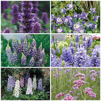 Vintage Perennials