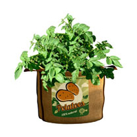 Vintage Potatoes Planters